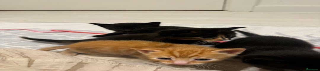 Kitten 1 - Ginger Male