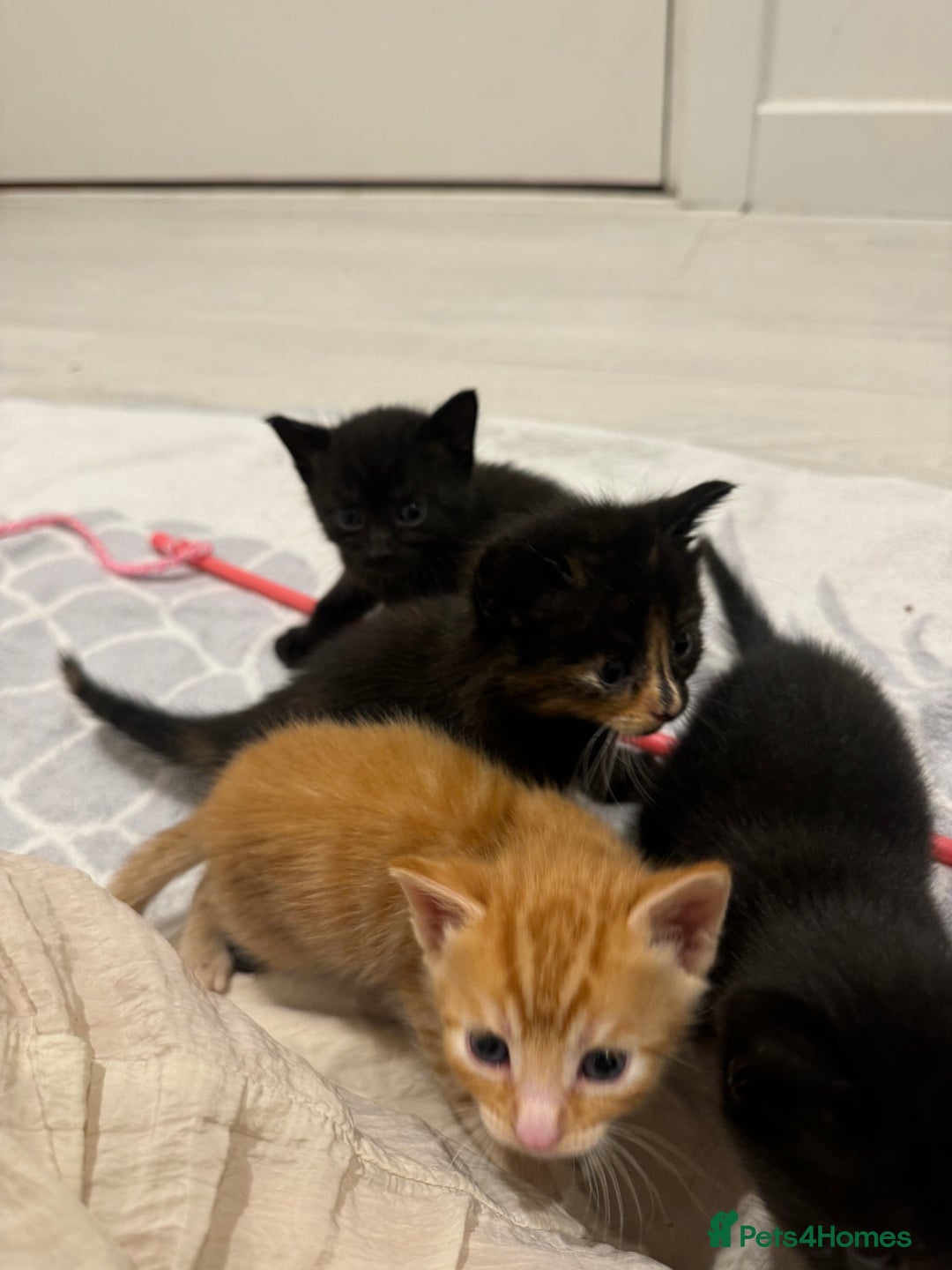 Mixed Breed cats for sale: Beautiful Mixed Kittens (Ginger/Tortie/Black) - Image 8