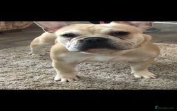 French Bulldog dogs for stud: Latte male proven stud in Harpenden - Image 2