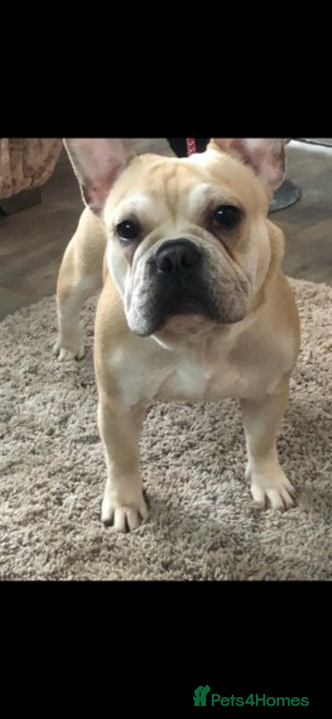 French Bulldog dogs for stud: Latte male proven stud in Harpenden - Image 2