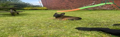 Belgian Shepherd Dog 1