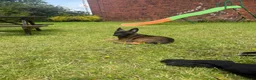 Belgian Shepherd Dog dogs for sale: FEMALE BELGIAN MALINIOS PUPPY - Advert 5