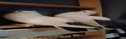 Pigeons birds for sale: Fantail Pigeons For Rehome/Sale in Portsmouth - Advert 1