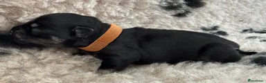 Miniature Schnauzer 3