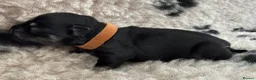 Miniature Schnauzer dogs for sale: Beautiful miniature schnauzers - Advert 10