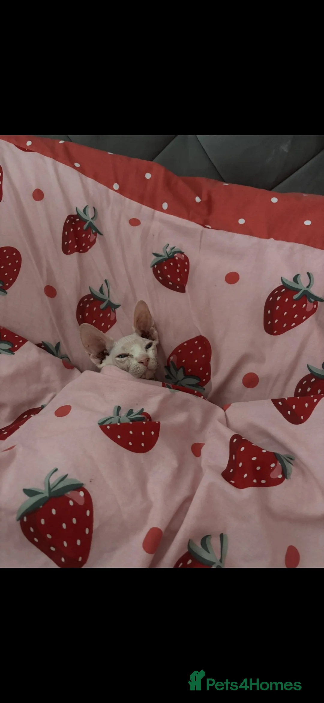Sphynx cats for sale: Loving boy looking for forever home  - Advert 6