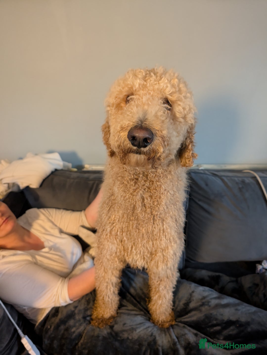 Dogs Trust Poodle Rescue Centres Harpurhey Dogs Home Donate