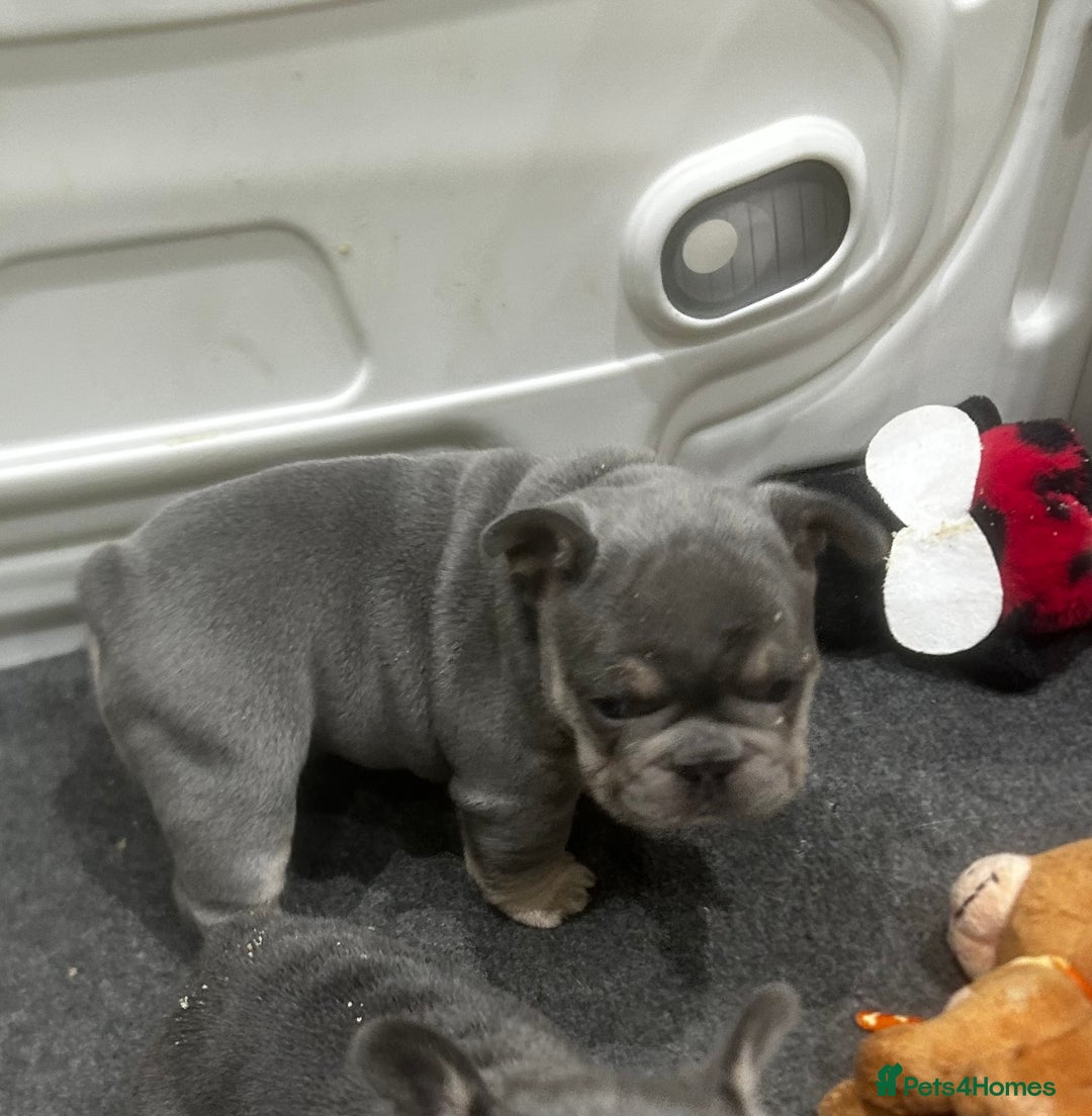 French Bulldog dogs for sale: french bulldog puppies - Advert 7