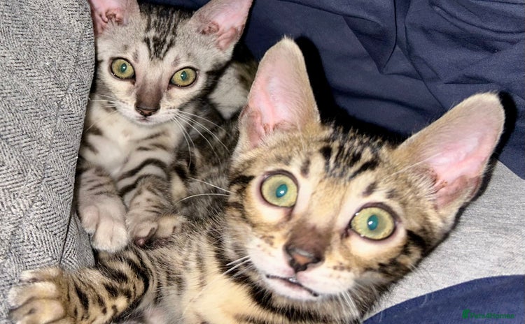 Bengal cats - Advert 2