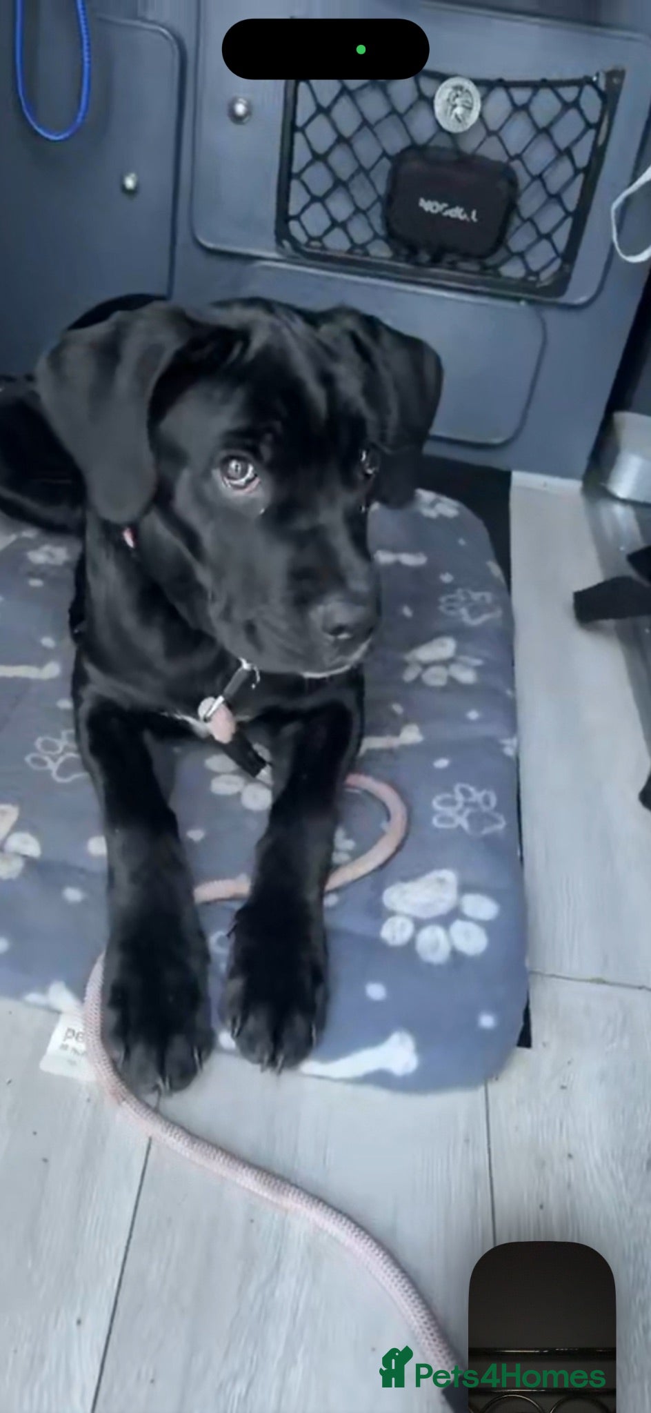Cane Corso dogs Cane corso 6months old - Advert 4