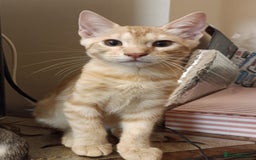 Bengal cats for sale: Bedazzled Early Generation Bengal kittens  - Image 24