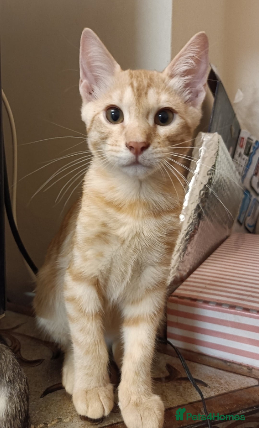 Bengal cats for sale: Bedazzled Early Generation Bengal kittens  - Image 24