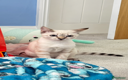 Bengal cats for sale: Kittens needing a VERY good home! - Image 4