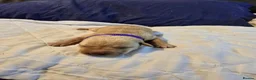 Labrador Retriever dogs for sale: Labrador Retriever puppies in Haverhill - Advert 13