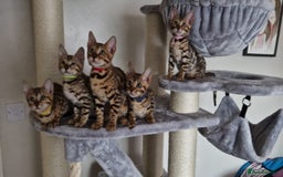 Bengal cats for sale: Last one😍Pure Bengal kittens❤️Ready to go😍 - Image 2