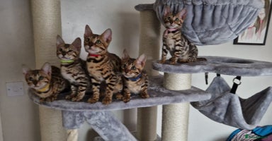 Bengal cats - Advert 2