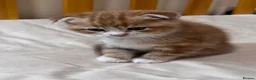 Scottish Fold cats for sale: Scottish Fold & Straight Kittens 🐾 - Advert 13