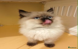 Ragdoll cats for sale: Beautiful Ragdoll Kittens Ready for Sale! - Advert 20