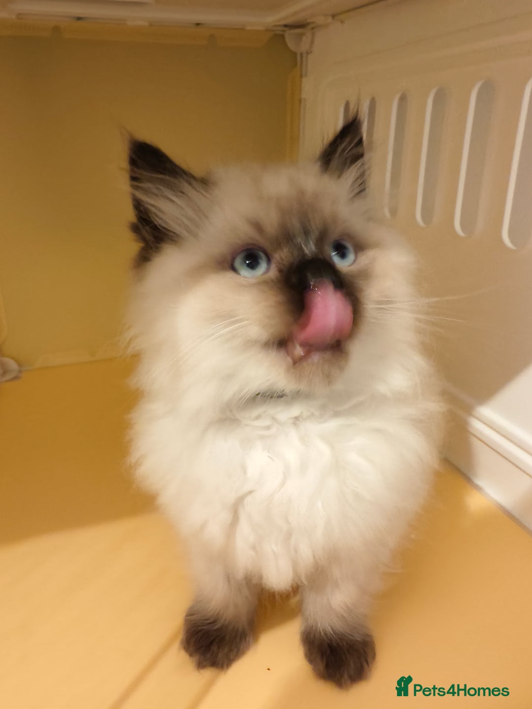 Ragdoll cats for sale: Beautiful Ragdoll Kittens Ready for Sale! - Advert 20