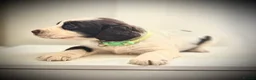 Sprocker dogs for sale: Beautiful Sprocker Spaniel Puppies for Sale!  in Sheffield - Advert 11