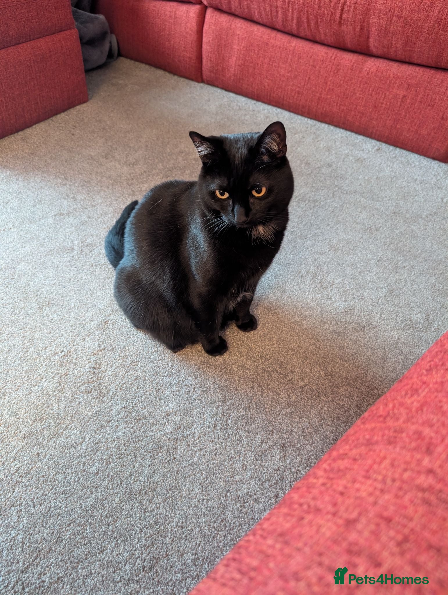 Mixed Breed cats Beautiful Black Cat Seeking a Quiet, Loving Home - Advert 22