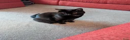 Mixed Breed cats for sale: Black 4yr old Female cat  - Advert 2
