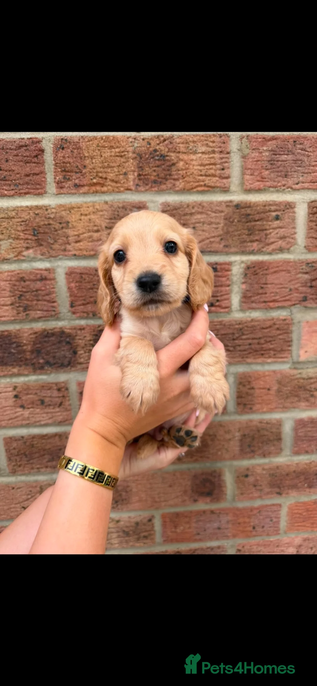 Cocker Spaniel dogs for sale: Our last boy  - Advert 2