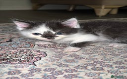 Persian cats for sale: mixed bombay and persian kittens  - Image 11