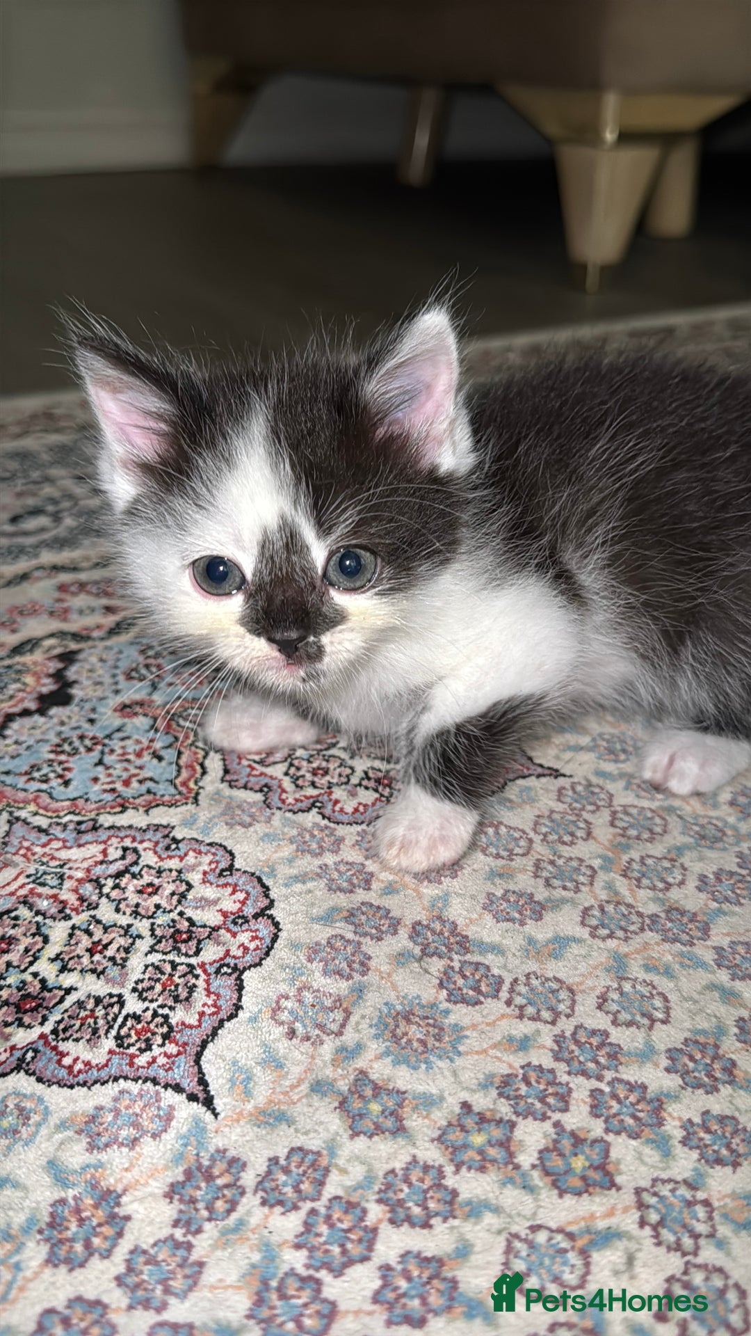 Persian cats for sale: mixed bombay and persian kittens  - Image 11