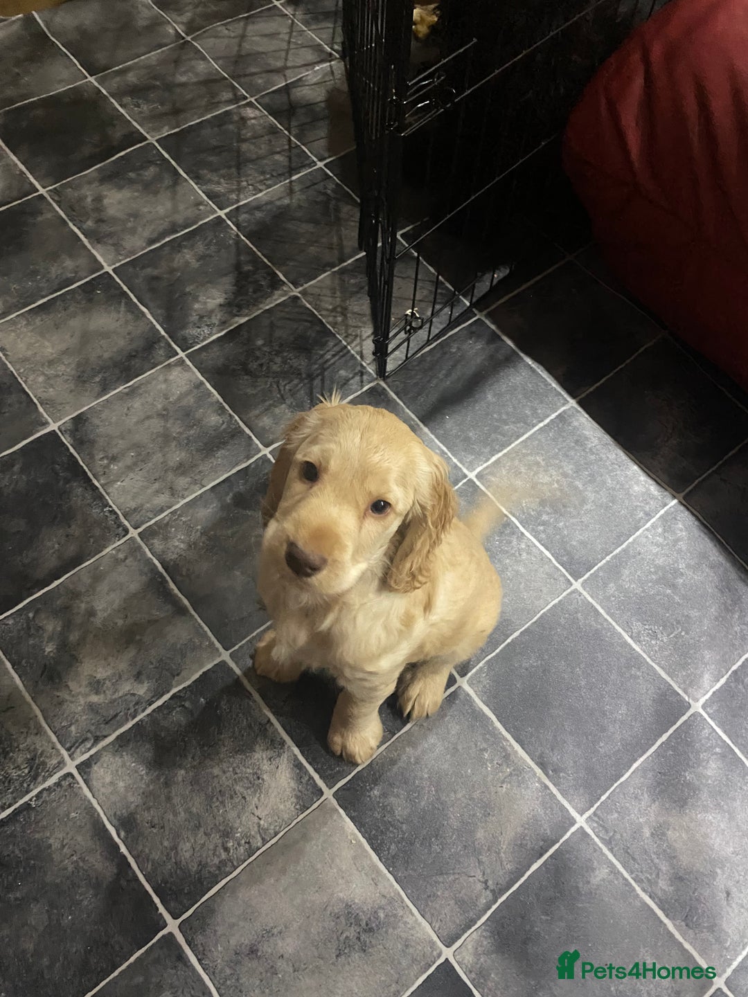 Cocker Spaniel dogs for sale: Cocker Spaniel puppies - Advert 11