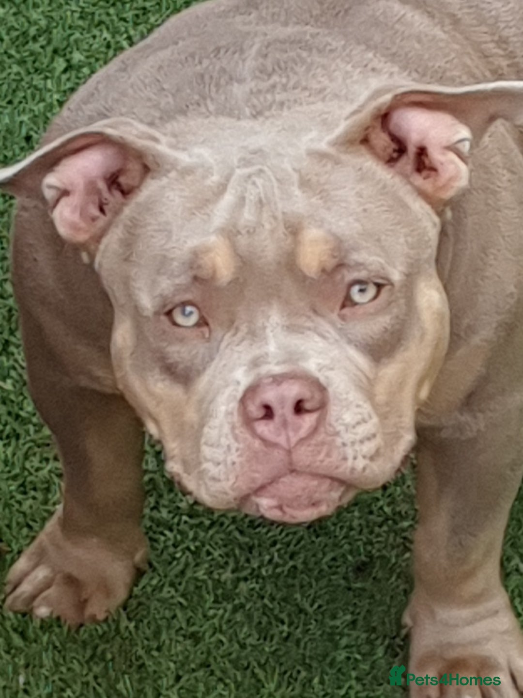 American Bully dogs for sale: ABKC POCKET BULLY LILAC TRI 2PAC DAUGHTER 🤠 LINES - Advert 7