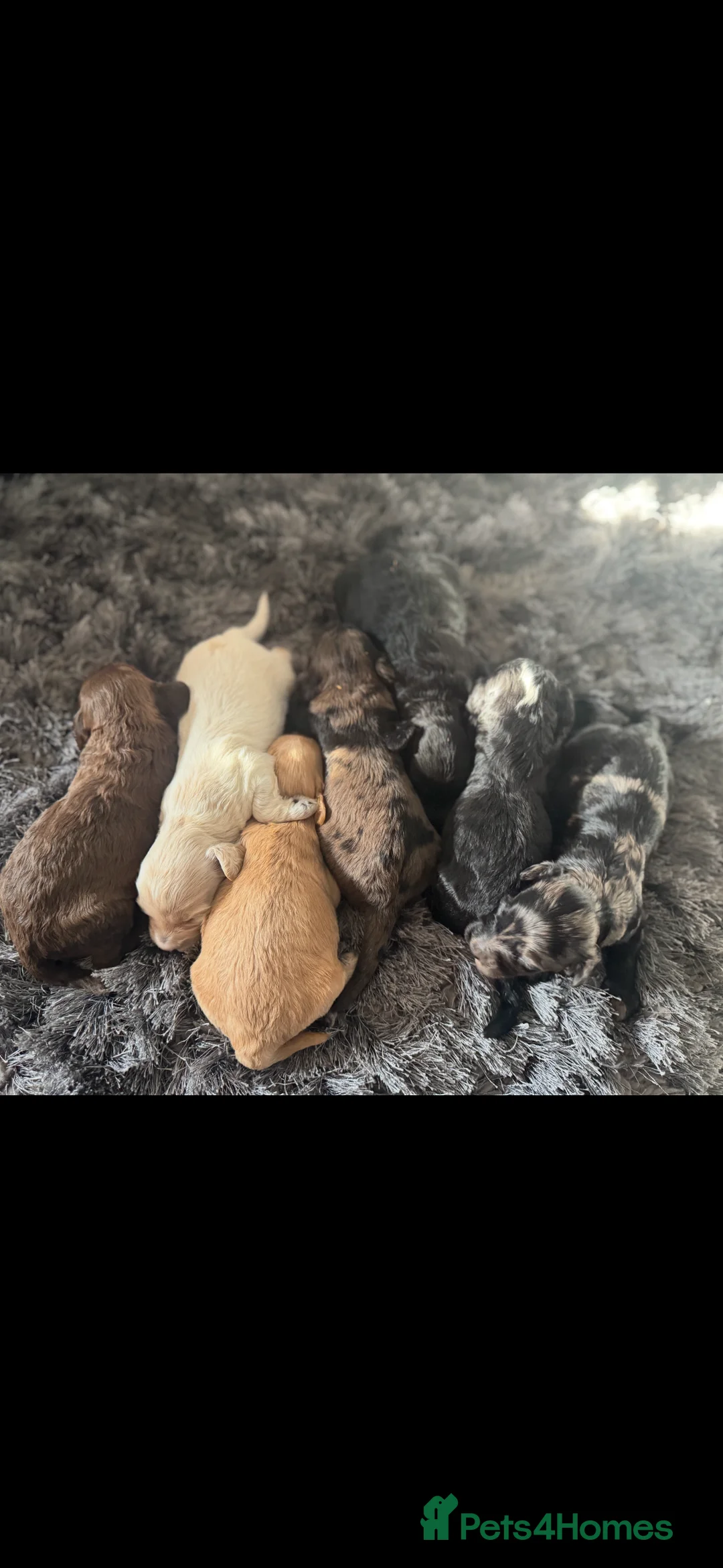 Toy Poodle dogs for stud: 5* health checked merle toy poodle licensed DNA  - Advert 6