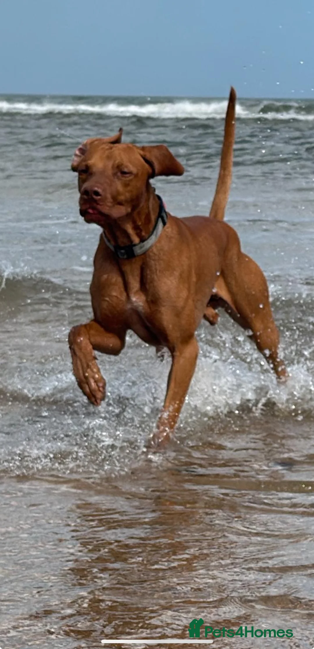 Hungarian Vizsla dogs for stud: Proven Hungarian Viszla Stud - Strong litter of 7 in Chester-le-Street - Advert 1