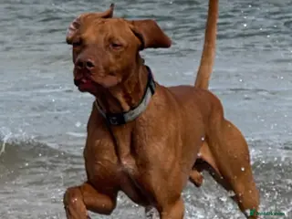 Hungarian Vizsla dogs Proven Hungarian Viszla Stud - Strong litter of 7 - Advert 1