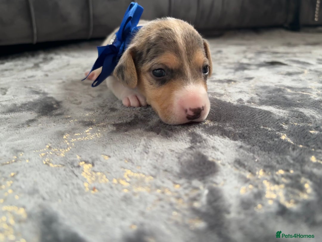 Jack Russell dogs for sale: Beautiful Jack russell puppies for sale  - Image 22