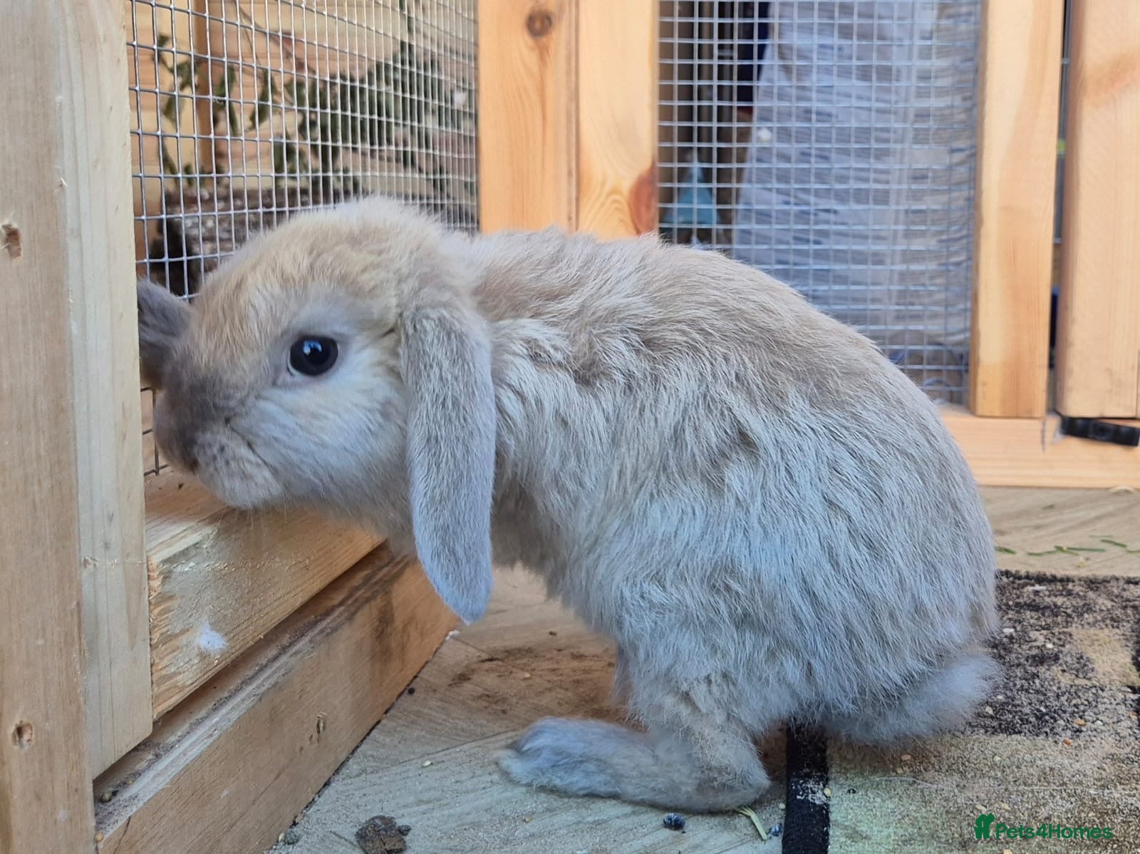 Mini Lop rabbits for sale: Mini lops - Advert 13