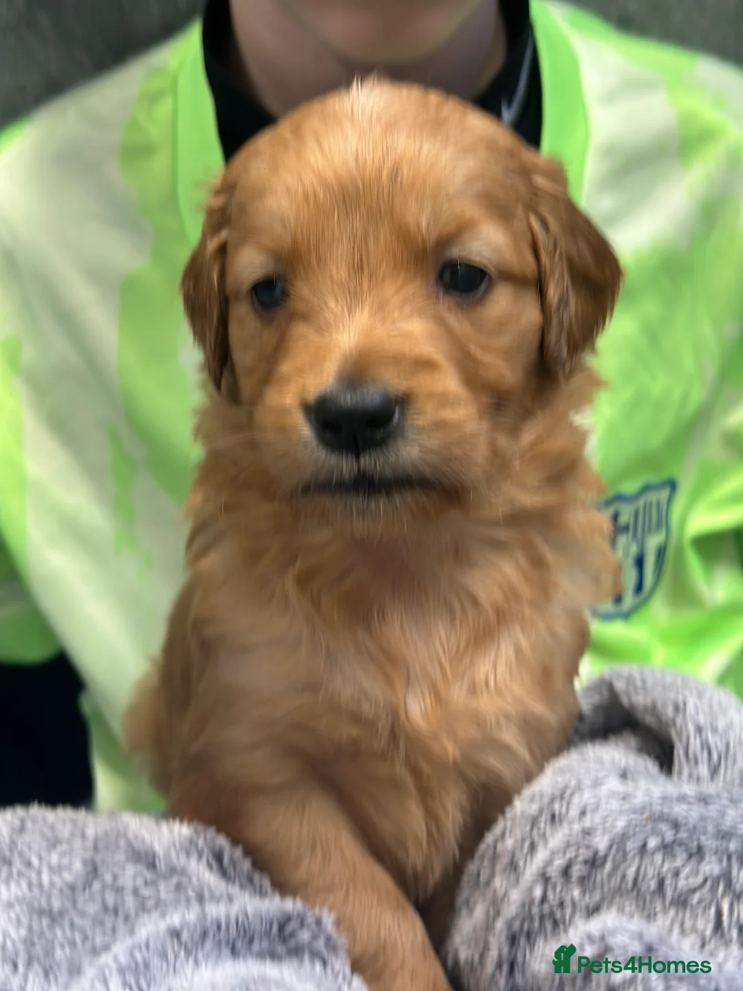 Golden Retriever dogs for sale: Dark Golden KC registered Golden retrievers - Advert 14