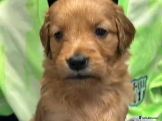 Golden Retriever dogs for sale: Dark Golden KC registered Golden retrievers - Advert 2