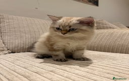 British Longhair cats for sale: British long hair  - Image 4