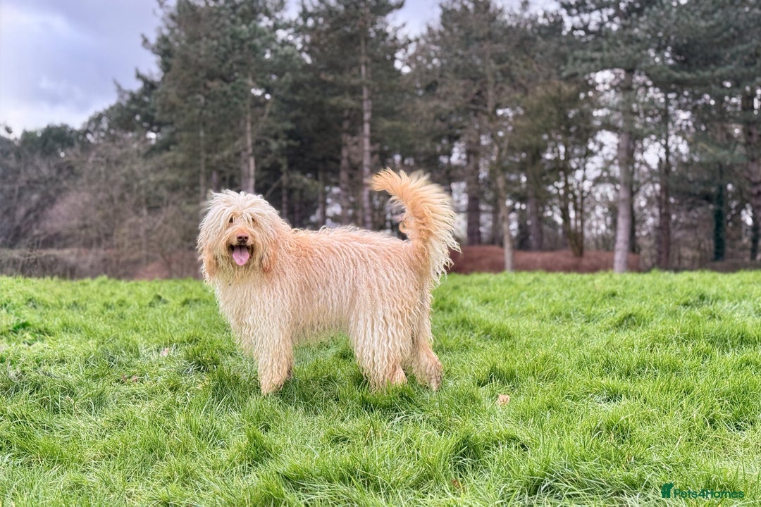 Labradoodle dogs for sale: F4b Standard Labradoodles (Fully Health Tested) - Advert 1