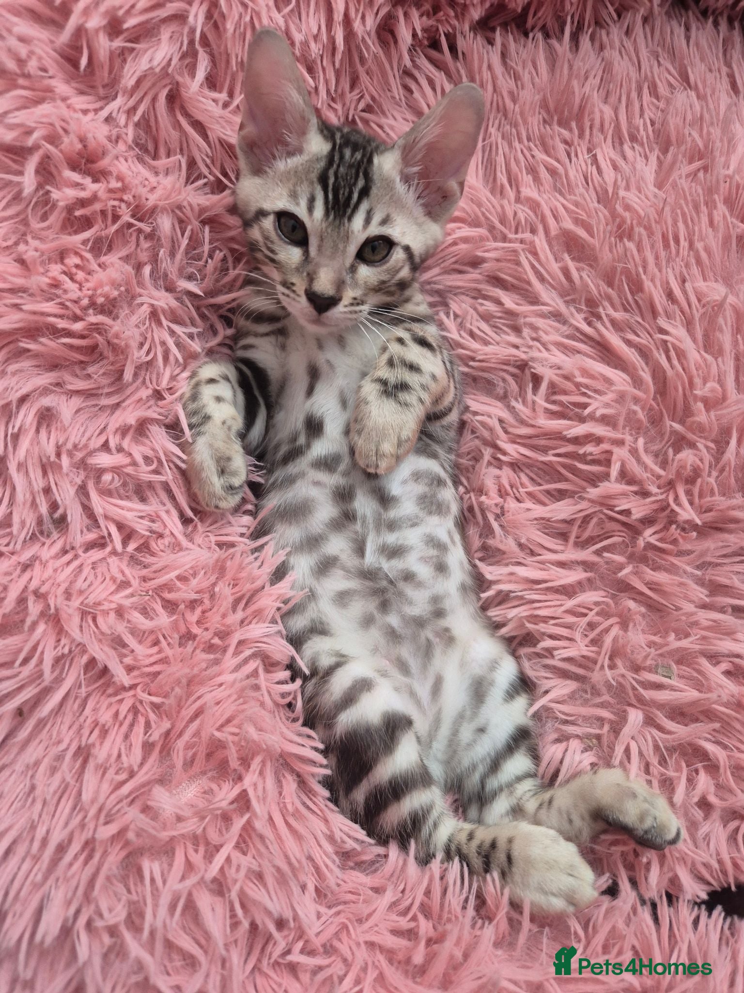 Bengal cats Champion Bloodline TICA Bengal Kittens - Advert 2