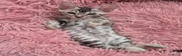 Bengal cats for sale: TICA Registered Bengal Kittens – Ready to Reserve - Advert 8