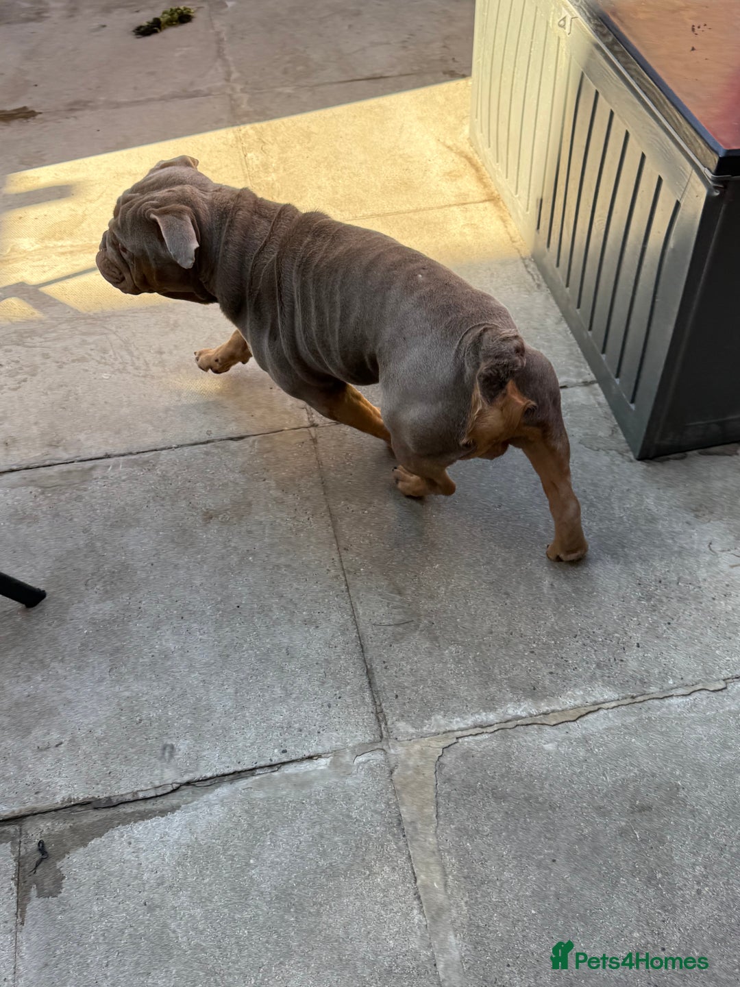 English Bulldog dogs for sale: 18 month old male English bulldog  - Image 3