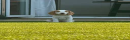 Beagle dogs for sale: Boy Lemon Pedegree Beagle - 13 weeks old - Advert 9