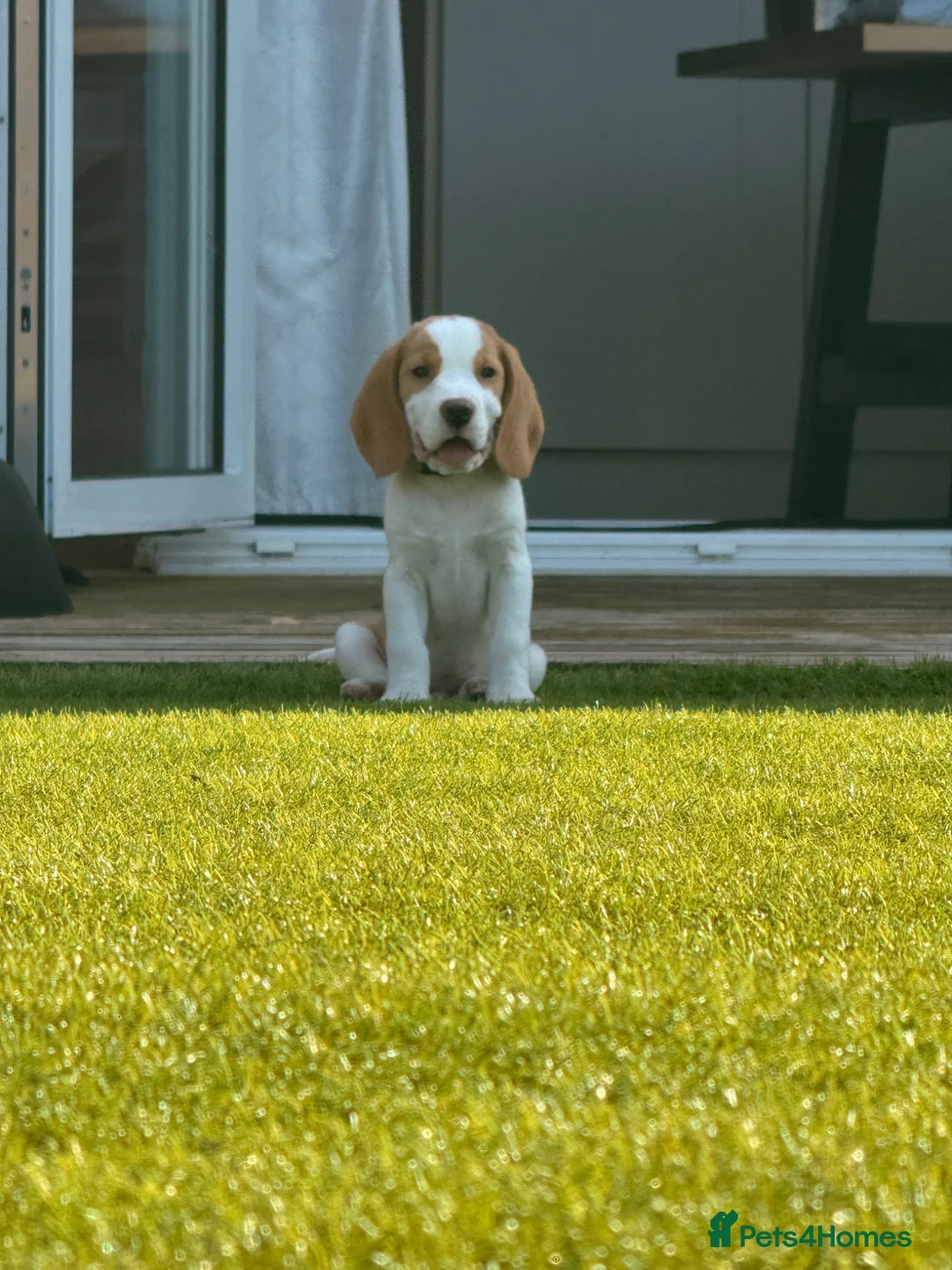Beagle dogs for sale: Boy Lemon Pedegree Beagle - 13 weeks old - Advert 9