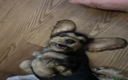 Cocker Spaniel dogs for sale: Sable cockerspaniel puppies - Image 15
