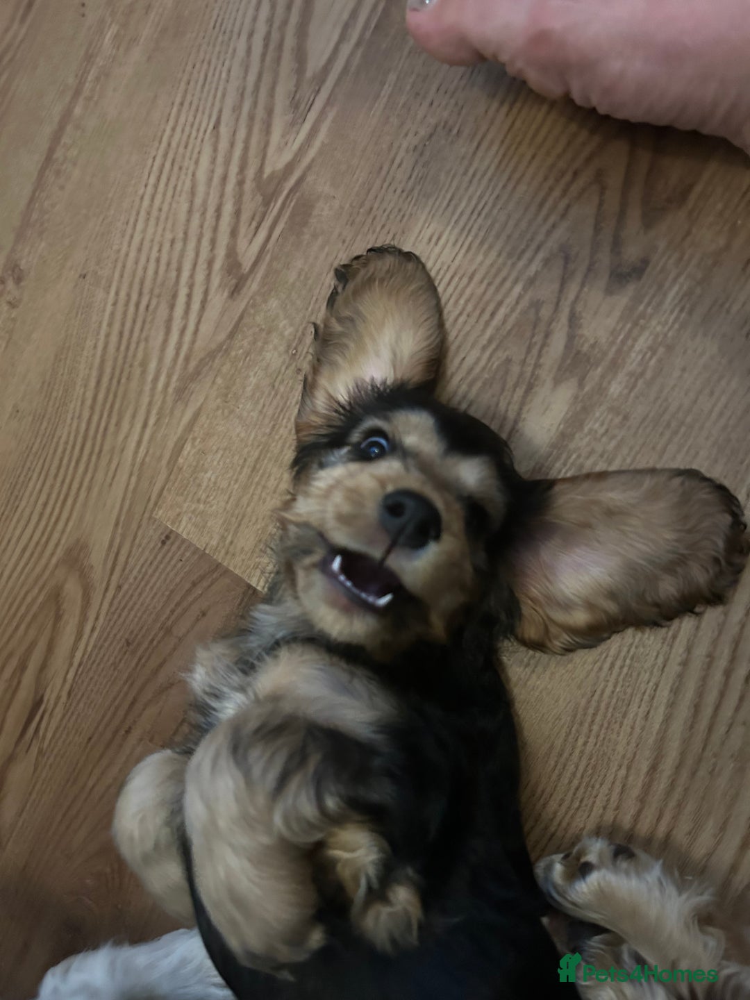 Cocker Spaniel dogs for sale: Sable cockerspaniel puppies - Image 15