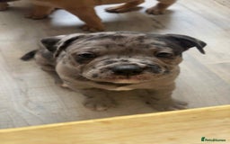 Mixed Breed dogs for sale: Beautiful pups with stunning markings  - Image 38