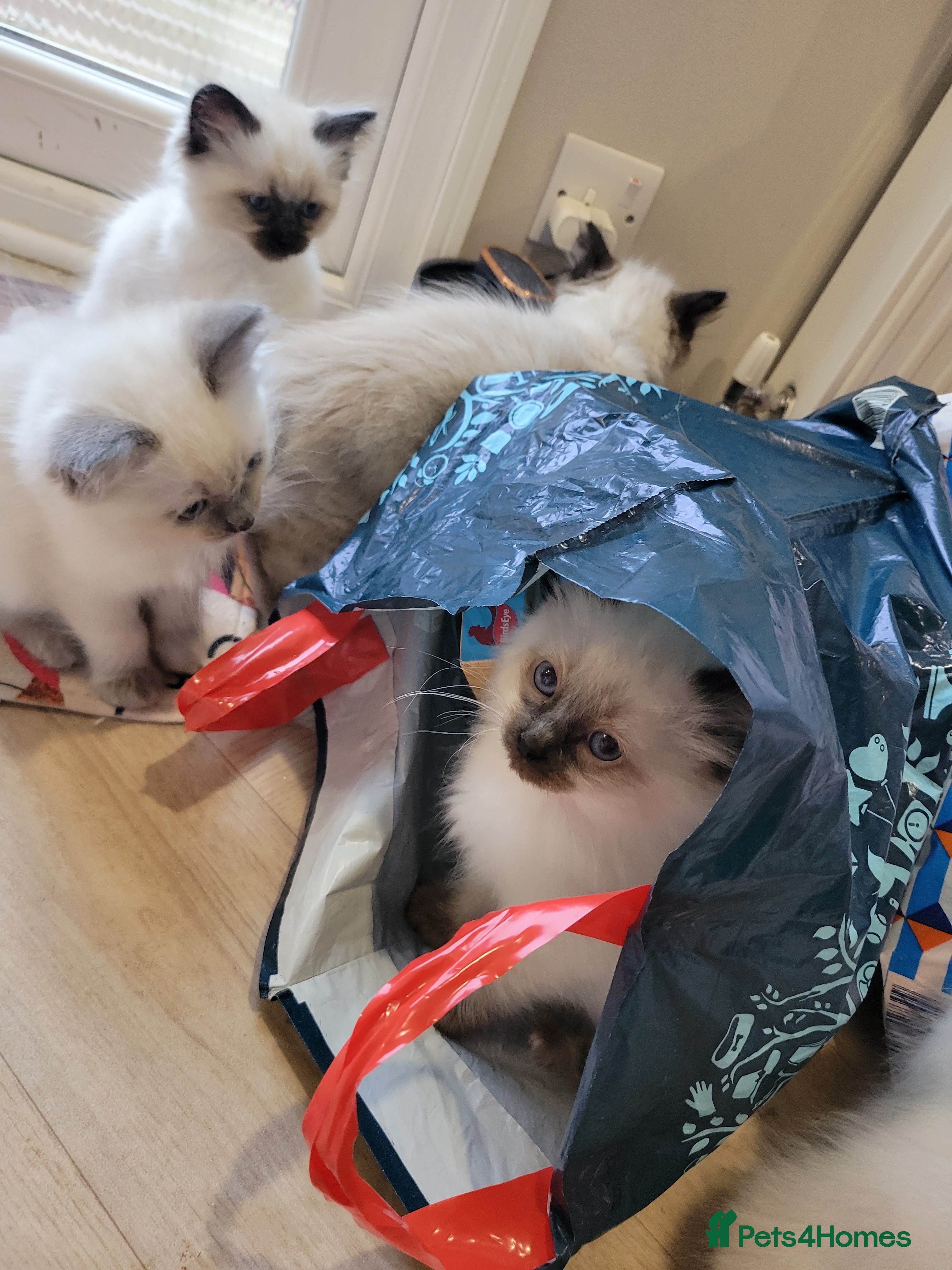 Ragdoll cats 5 very loved and spoiled Ragdoll kitttens - Advert 7