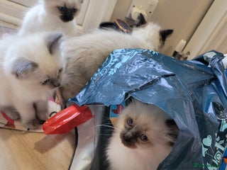 Ragdoll cats 5 very loved and spoiled Ragdoll kitttens - Advert 2